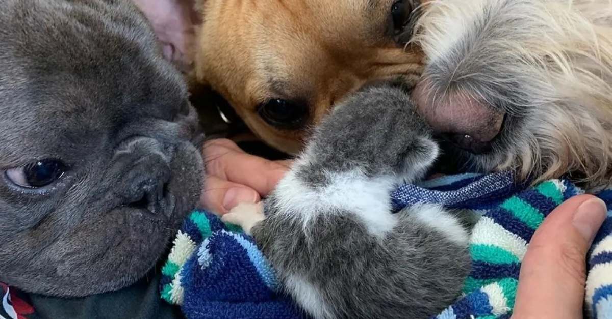 Touchés par le sort d’un chaton errant de quelques jours