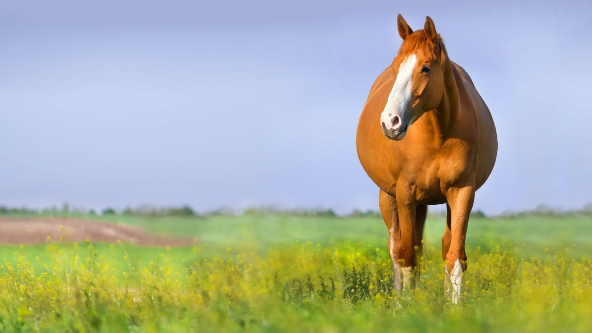 Comment choisir le bon foin pour votre cheval [Guide en 7 étapes