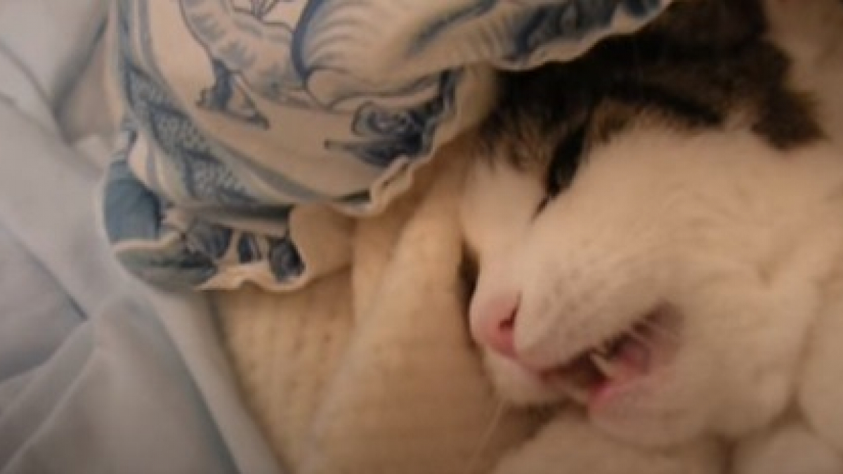 Illustration : "Somnolent, ce chat ne peut s’empêcher de chanter sa chanson préférée en duo avec sa propriétaire (Vidéo)"