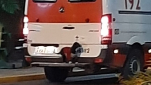 Illustration : Touché par la prise en charge de son maître par les ambulanciers, ce chien décide de s’inviter au voyage pour rester avec lui jusqu’au bout !