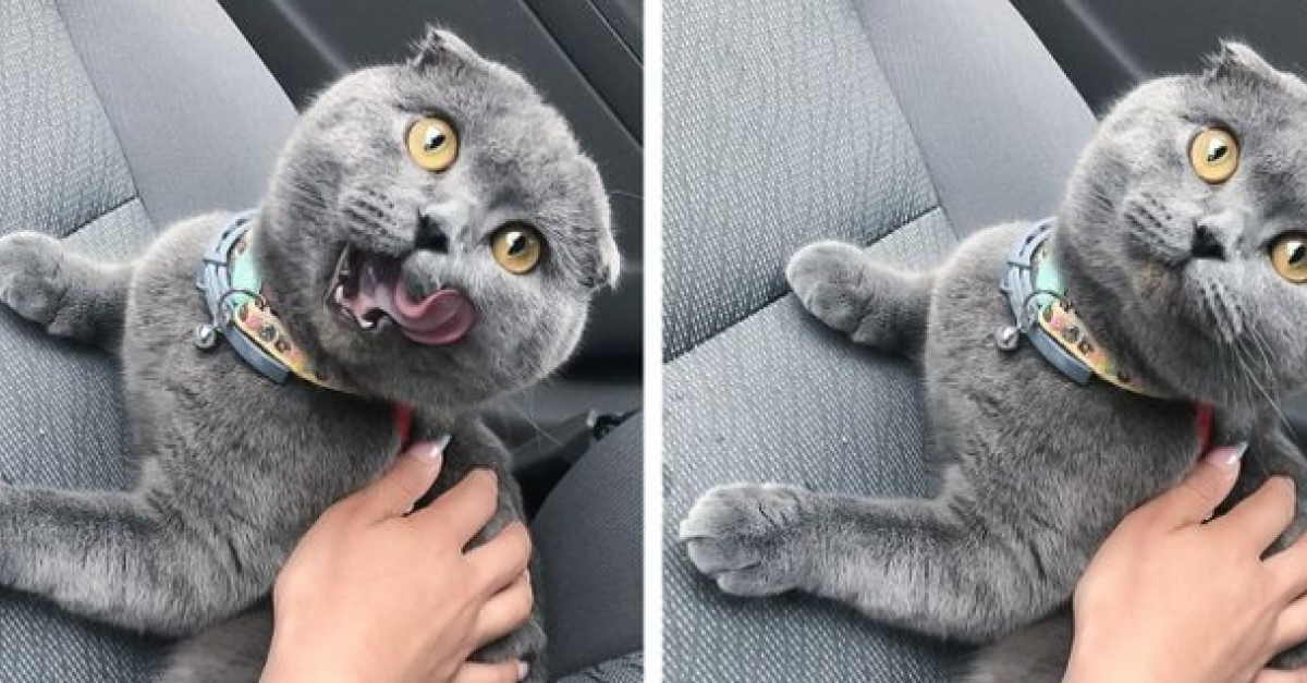 15 Proprietaires De Chats Qui Ont Compris Comment Faire Pour Entretenir L Amour De Leur Animal 15 Proprietaires De Chats Qui Ont Compris Comment Faire Pour Entretenir L Amour De Leur Animal