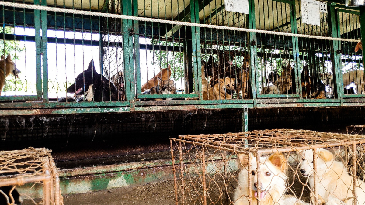 Illustration : "Une ONG relance le débat sur la consommation de viande de chien après la découverte de près de 200 chiens enfermés dans des cages en Corée du Sud ! "