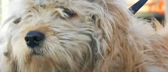 Illustration : "Un chien dans l’impossibilité d’être accueilli au sein d’un refuge voit sa vie basculer quand les bénévoles lui offrent une session toilettage"