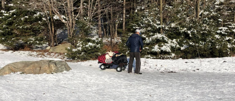 Illustration : "Chaque jour ce propriétaire bienveillant transporte son chien paralysé dans une remorque afin de lui offrir plus de mobilité ! "