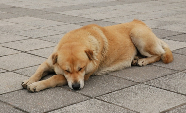 Illustration : "Istanbul : comment la ville est devenue un paradis pour les chats et chiens errants ?"