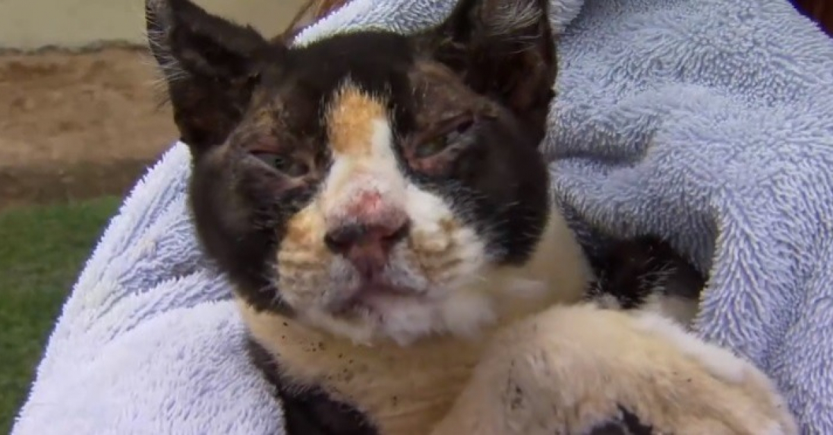 Une Proprietaire Reprend Espoir Quand Elle Apprend Que 2 De Ses Chats Et Un Chien Ont Survecu Dans L Incendie Qui A Detruit Sa Maison Une Proprietaire Reprend Espoir Quand Elle Apprend Que 2 De Ses Chats Et Un Chien Ont Survecu Dans L Incendie Qui A Detruit Sa Maison