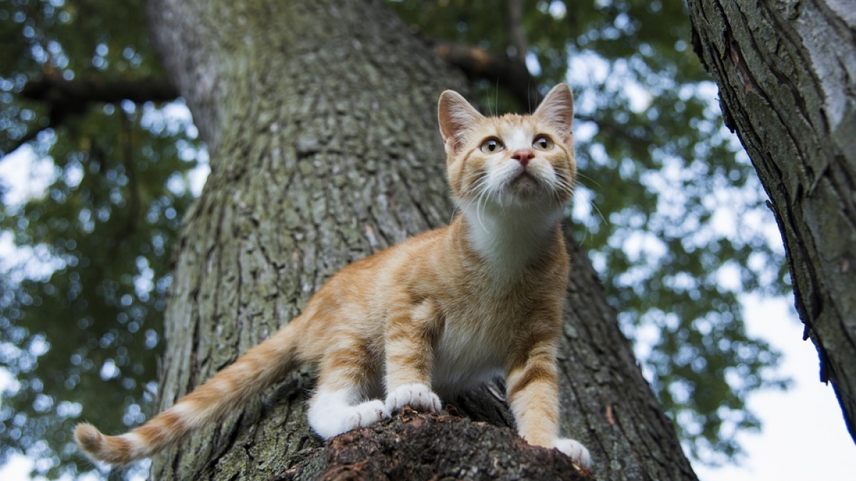 Illustration : "Une association en quête d’un chat errant coincé tout en haut d’un arbre sauve la vie d’un homme qui avait perdu le goût de vivre !"
