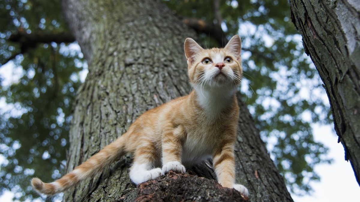 Illustration : "Une association en quête d’un chat errant coincé tout en haut d’un arbre sauve la vie d’un homme qui avait perdu le goût de vivre !"
