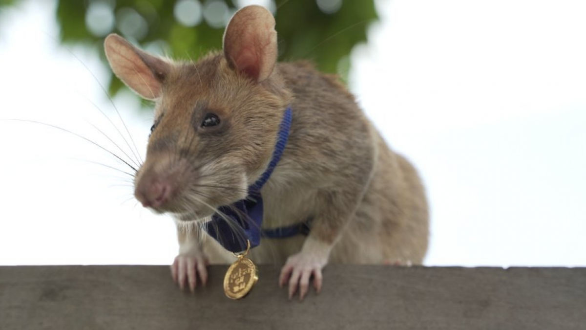 Illustration : "Un rat démineur reçoit une médaille pour avoir servi héroïquement et inspecté l’équivalent de 20 terrains de football !"