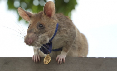 Illustration : "Un rat démineur reçoit une médaille pour avoir servi héroïquement et inspecté l’équivalent de 20 terrains de football !"