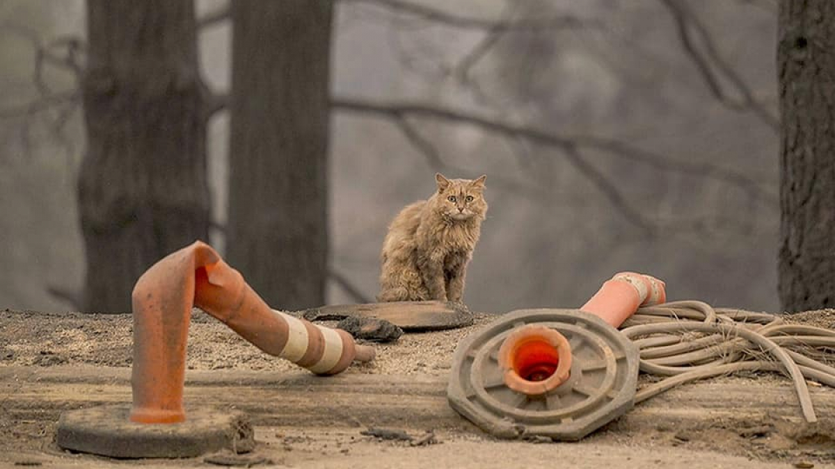 Illustration : "Un quartier entier se réjouit des retrouvailles entre une famille et son chat perdu dans l'incendie qui a détruit leur foyer après un mois de recherches"