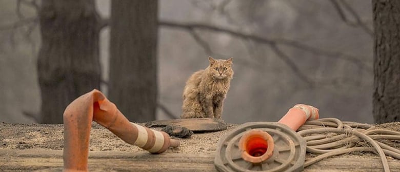 Faites Imprimer La Tete De Votre Chien Ou De Votre Chat Sur Vos Chaussettes Avec Kadonimo Faites Imprimer La Tete De Votre Chien Ou De Votre Chat Sur Vos Chaussettes Avec Kadonimo