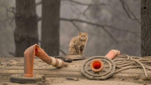 Illustration : "Un quartier entier se réjouit des retrouvailles entre une famille et son chat perdu dans l'incendie qui a détruit leur foyer après un mois de recherches"
