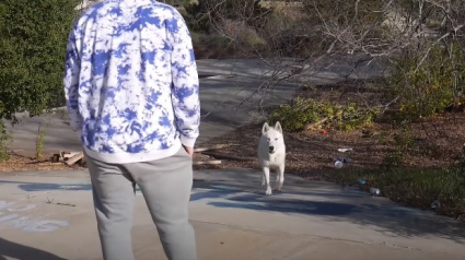 Illustration : Alerté par un Husky venu réclamer son aide, un jeune photographe sauve un chien de la noyade dans un parc aquatique abandonné ! (Vidéo)