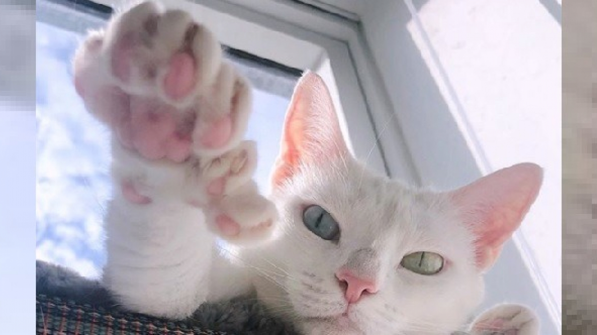 Illustration : "Abandonnée par son ancien propriétaire, cette chatte handicapée à 6 doigts voit sa vie changer lorsqu’elle devient une star sur les réseaux sociaux !"