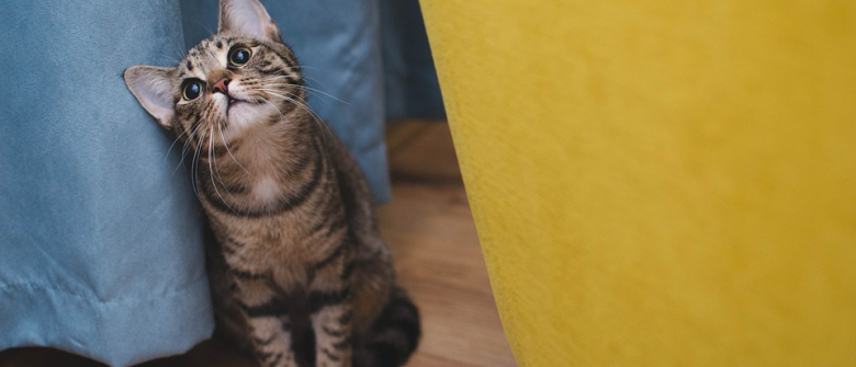 Une Proposition D Amendement Veut Faire Du Chat Domestique Une Espece Nuisible Et Autoriser Des Battues Administratives Une Proposition D Amendement Veut Faire Du Chat Domestique Une Espece Nuisible Et Autoriser Des Battues Administratives