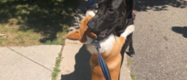 Illustration : "Fatigué des distanciations sociales, ce Corgi donne l’accolade à tous les chiens qu’il croise pendant ses promenades ! "