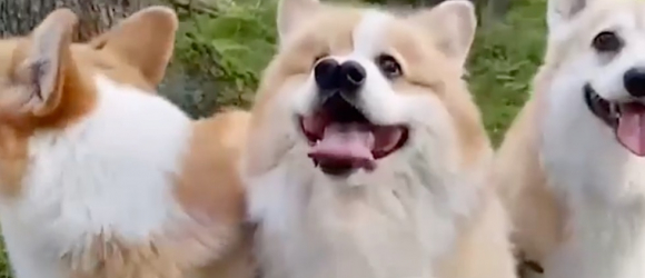 Illustration : "Alors qu’il devait être euthanasié parce qu’il était handicapé, ce Corgi à deux nez et un œil échappe à son destin lorsqu’il est adopté !"