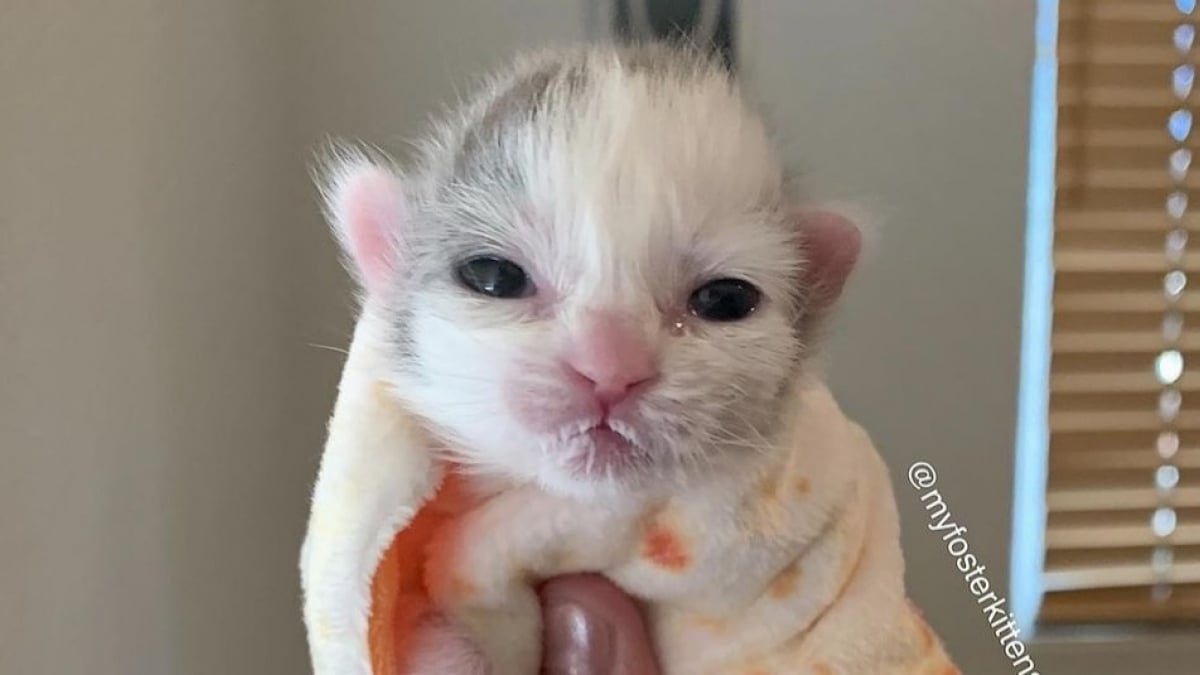 Illustration : "Abandonné à la naissance, ce chaton déterminé à survivre devient une véritable source d’inspiration pour sa famille d'accueil touchée par le cancer"