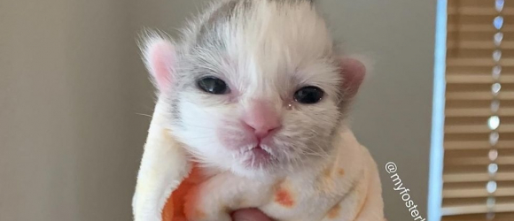 Illustration : "Abandonné à la naissance, ce chaton déterminé à survivre devient une véritable source d’inspiration pour sa famille d'accueil touchée par le cancer"