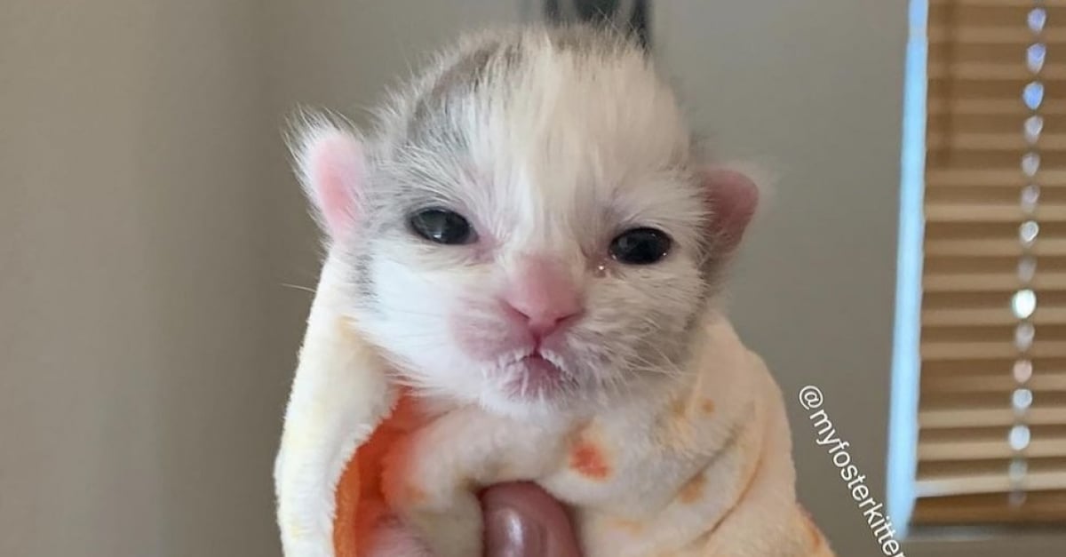 Abandonne A La Naissance Ce Chaton Determine A Survivre Devient Une Veritable Source D Inspiration Pour Sa Famille D Accueil Touchee Par Le Cancer Abandonne A La Naissance Ce Chaton Determine A Survivre Devient Une Veritable Source D Inspiration Pour Sa Famille D Accueil Touchee Par Le Cancer