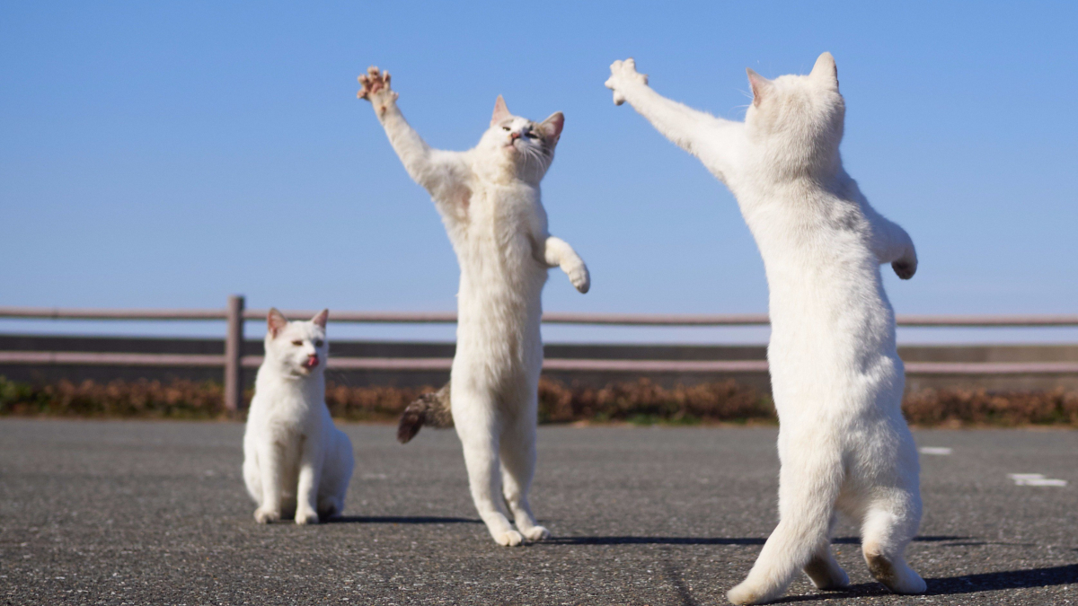 Illustration : "20 chats aux talents de danseurs incontestables qui maîtrisent cet art jusqu'au bout des pattes ! "
