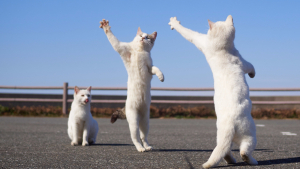 Illustration : "20 chats aux talents de danseurs incontestables qui maîtrisent cet art jusqu'au bout des pattes ! "