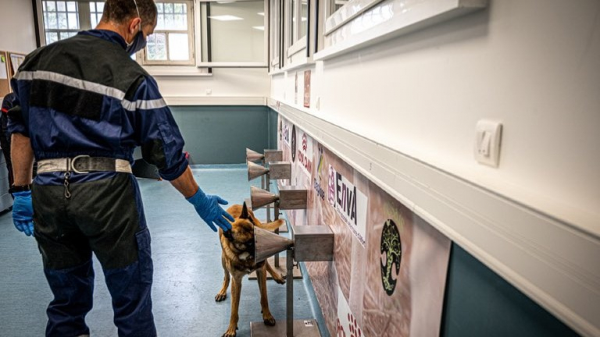 Illustration : "Covid-19 : Les vétérinaires inquiets face à la lenteur de la mise en place des chiens renifleurs en France pour détecter le virus"