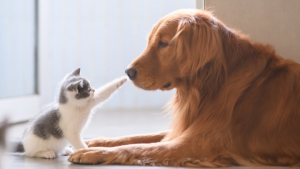 Illustration : Vetixy : l’application gratuite de suivi médical pour animaux de compagnie