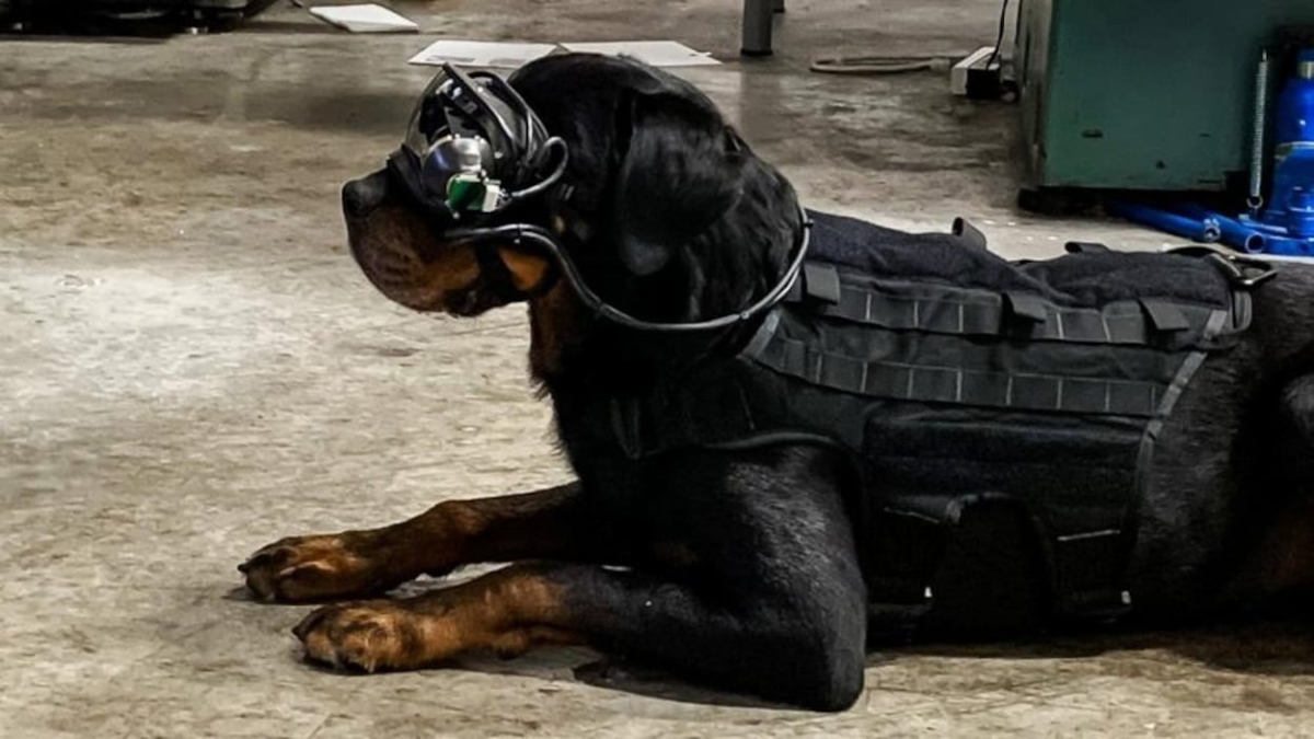 Illustration : "Les chiens de l’armée américaine bientôt équipés de lunettes de réalité virtuelle pour aller sur le terrain ? "