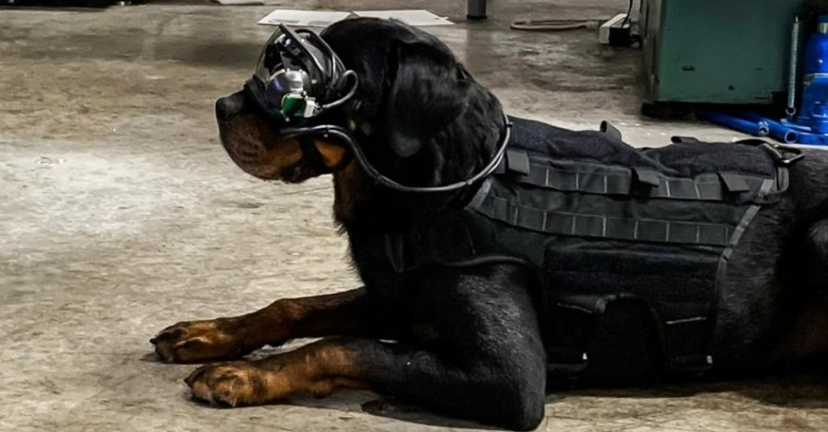 Les chiens de l’armée américaine bientôt équipés de