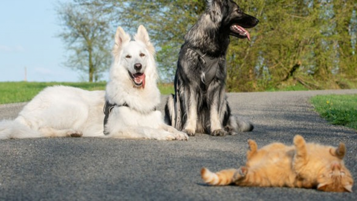 Illustration : "Soutenu par les chiens de la famille depuis son sauvetage, ce chat agit comme le troisième chien de la meute !"