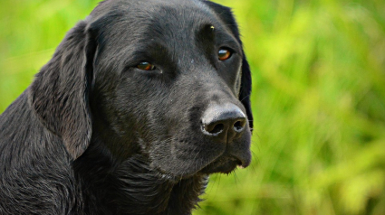 Illustration : Soutenus par les gendarmes, des bénévoles prennent en charge 18 chiens, 2 chats et 2 oiseaux livrés à eux-mêmes dans des cages de fortune