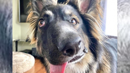 Illustration : Défiguré par sa mère puis abandonné à cause de son hyperactivité, ce chien "Picasso" connaît aujourd'hui la chaleur d'un foyer aimant