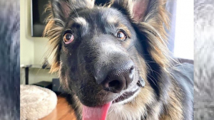 Illustration : Défiguré par sa mère puis abandonné à cause de son hyperactivité, ce chien "Picasso" connaît aujourd'hui la chaleur d'un foyer aimant