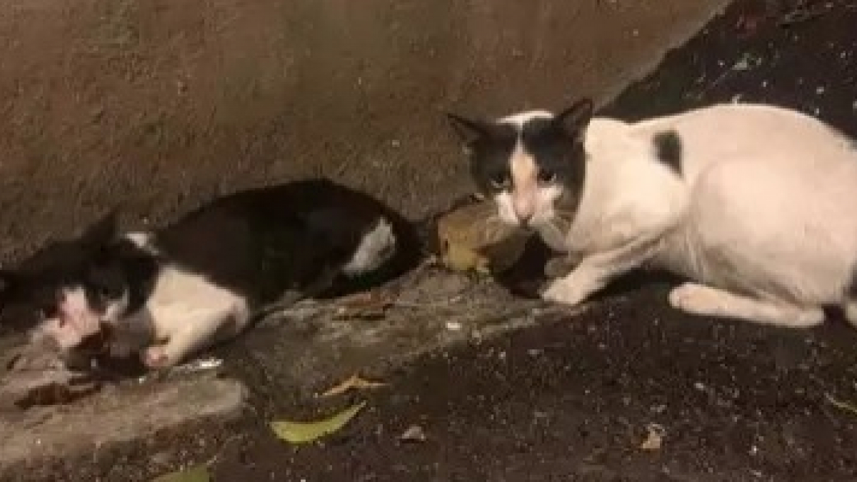 Illustration : "Inquiet pour son congénère, ce chat fait preuve d’une patience hors-norme pour soutenir son ami blessé par une voiture en attendant l’arrivée des secours !"