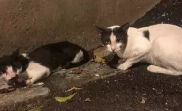 Illustration : "Inquiet pour son congénère, ce chat fait preuve d’une patience hors-norme pour soutenir son ami blessé par une voiture en attendant l’arrivée des secours !"