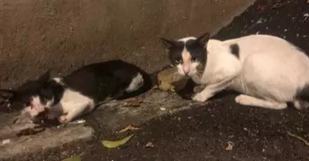 Inquiet Pour Son Congenere Ce Chat Fait Preuve D Une Patience Hors Norme Pour Soutenir Son Ami Blesse Par Une Voiture En Attendant L Arrivee Des Secours Inquiet Pour Son Congenere Ce Chat Fait Preuve D Une Patience Hors Norme Pour Soutenir Son Ami Blesse Par Une Voiture En Attendant L Arrivee Des Secours