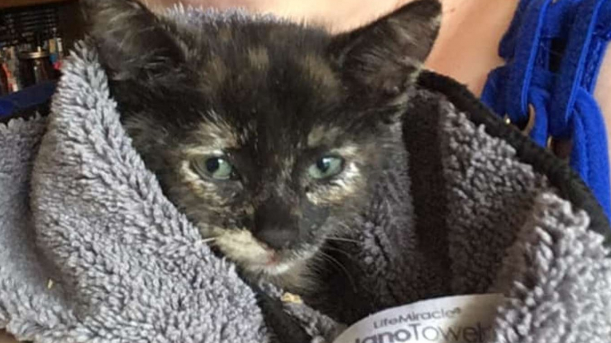 Illustration : "Inquiète à l'idée d'avoir abandonné un animal en danger, elle s'arrête sur le bord de l'autoroute pour sauver un chaton coincé dans un mur !"