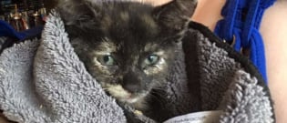 https://www.woopets.fr/assets/img/009/462/bannermini/inquiete-a-l-idee-d-avoir-abandonne-un-animal-en-danger-elle-s-arrete-sur-le-bord-de-l-autoroute-pour-sauver-un-chaton-coince-dans-un-mur.jpg