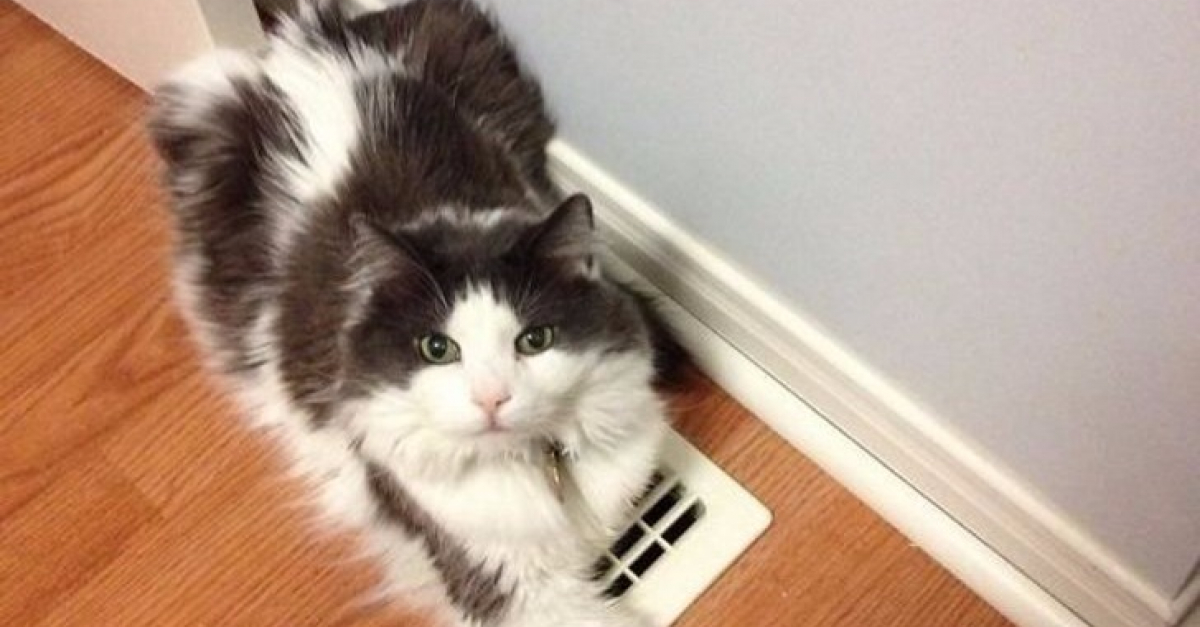 Animaux Qui Se Fichent Totalement D Avoir Enfreint Les Regles Du Foyer Et Qui Le Revendiquent