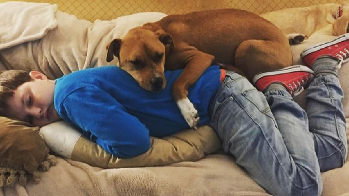 Illustration : "Sauvée par une famille quand tout semblait perdu, cette chienne Pitbull devient un remède pour leur enfant atteint d'autisme ! (Vidéo)"