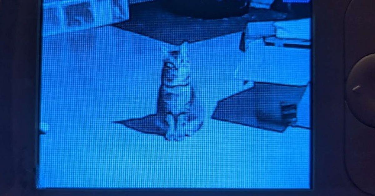 Irrite Par Le Comportement Intrusif De Ses Proprietaires Ce Chat Leur Fait Comprendre Que La Curiosite Est Un Vilain Defaut