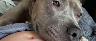 Illustration : "Effrayée à l’idée même de se déplacer après son sauvetage, cette Pitbull s’ouvre quand elle apprend que la famille va s’agrandir"