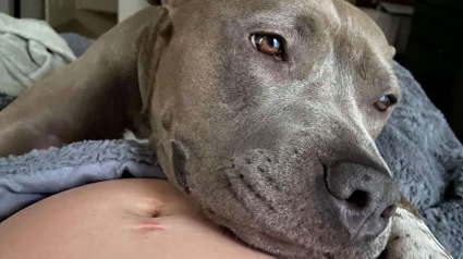 Illustration : Effrayée à l’idée même de se déplacer après son sauvetage, cette Pitbull s’ouvre quand elle apprend que la famille va s’agrandir