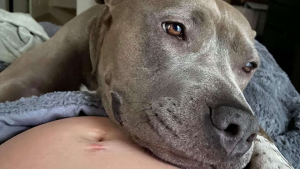 Illustration : Effrayée à l’idée même de se déplacer après son sauvetage, cette Pitbull s’ouvre quand elle apprend que la famille va s’agrandir