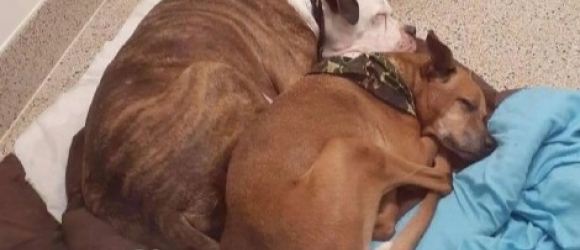 Illustration : "Inquiet à l'idée d'être séparé de son meilleur ami, ce Pitbull sombre dans la mélancolie quand il se retrouve seul dans sa cage !"