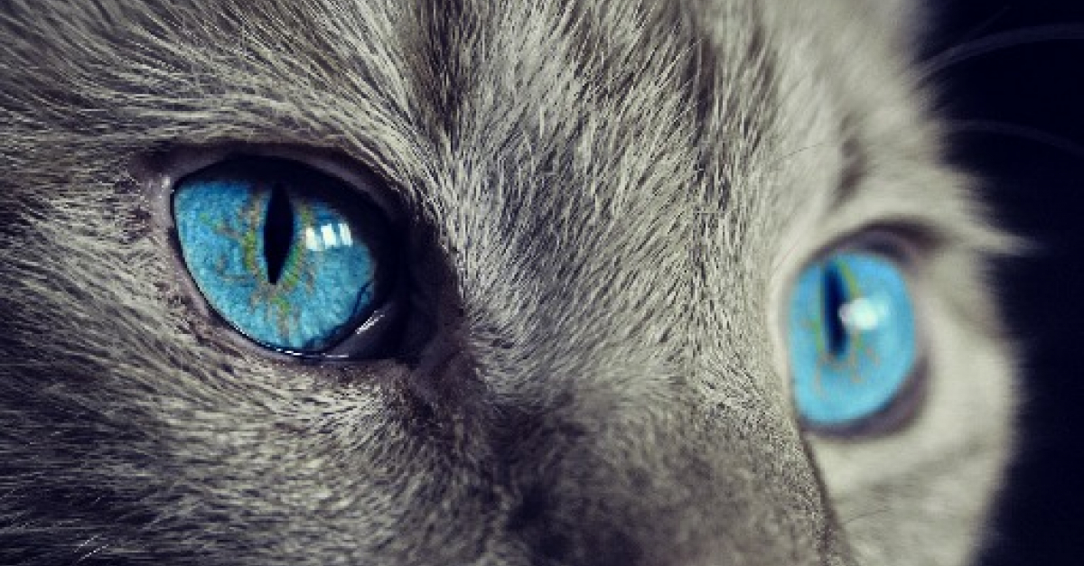 Des Archeologues Decouvrent Un Squelette De Chat Vieux D Un Millenaire Sur La Route De La Soie La Preuve D Une Domestication Par Les Peuples Nomades