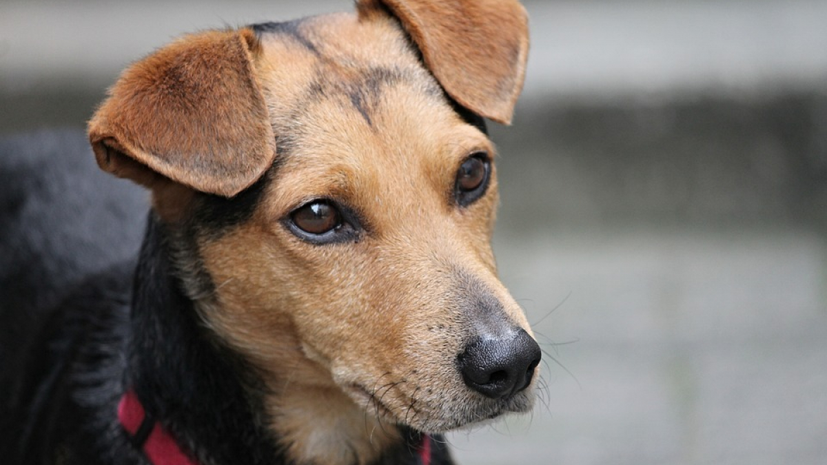 Illustration : "Une enseigne américaine décide de ne plus vendre de colliers électriques pour chiens et promeut le renforcement positif dans une pétition en ligne ! "