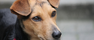 Illustration : "Une enseigne américaine décide de ne plus vendre de colliers électriques pour chiens et promeut le renforcement positif dans une pétition en ligne ! "